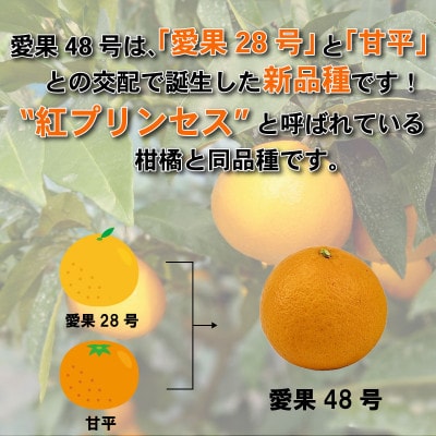 【先行予約】 愛果48号 3月上旬より順次発送 家庭用 約1kg 4～5玉目安 紅プリンセス同品種
