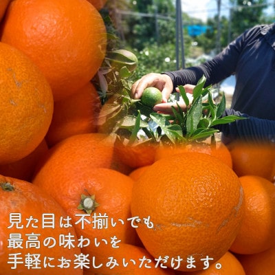 【先行予約】 愛果48号 3月上旬より順次発送 家庭用 約1kg 4～5玉目安 紅プリンセス同品種