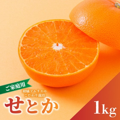 【先行予約】2027年2月下旬より発送 せとか 約1kg 家庭用 訳あり 愛媛農家直送