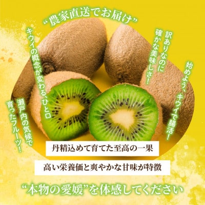 【先行予約】2026年10月下旬より発送 キウイフルーツ ヘイワード約5kg 家庭用 訳あり