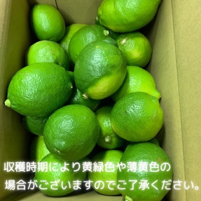 2026年9月下旬より順次発送 グリーンレモン 約5kg 家庭用 訳あり 防腐剤、ワックス不使用