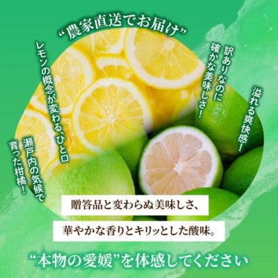 2026年9月下旬より順次発送 グリーンレモン 約1kg 家庭用 訳あり 防腐剤、ワックス不使用