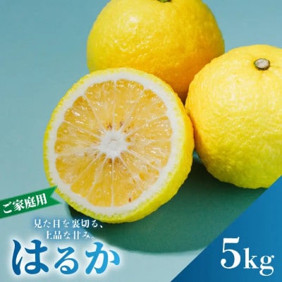 【先行予約】2027年2月中旬より発送 はるか  サイズ混合約5kg 家庭用 訳あり みかん