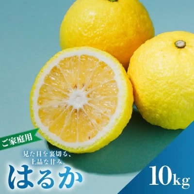 【先行予約】2027年2月中旬より発送 はるか  サイズ混合約10kg 家庭用 訳あり みかん