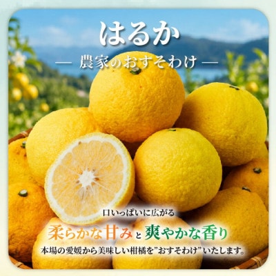 【先行予約】2027年2月中旬より発送 はるか  サイズ混合約10kg 家庭用 訳あり みかん