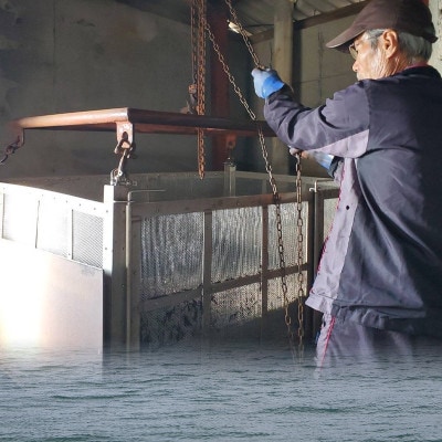 【秀品】【瀬戸内海産】寒ひじき 100g×1袋