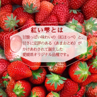 愛媛県オリジナル品種 紅い雫 中粒　冷凍イチゴ 1.5kg