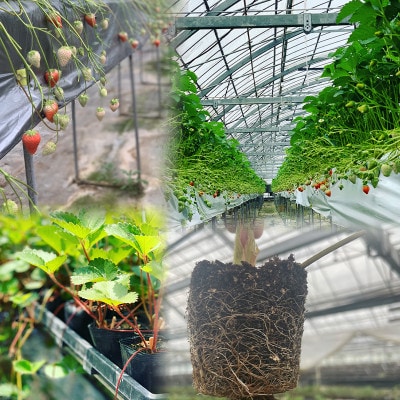 愛媛県オリジナル品種 紅い雫 中粒　冷凍イチゴ 1.5kg