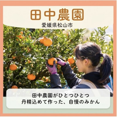 【2月下旬から順次発送】【ご贈答用】不知火 しらぬい 約3kg