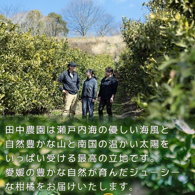 【1月中旬から順次発送】 【家庭用】 伊予柑 いよかん 約10kg