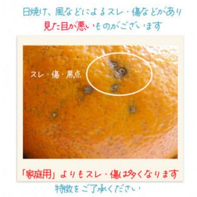【1月中旬から順次発送】 【訳あり】 伊予柑 いよかん 約10kg