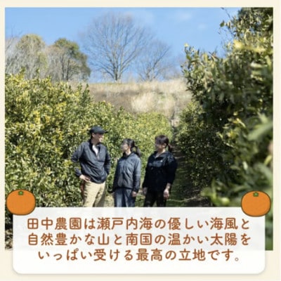 【2月下旬から順次発送】【ご贈答用】不知火 しらぬい 約5kg