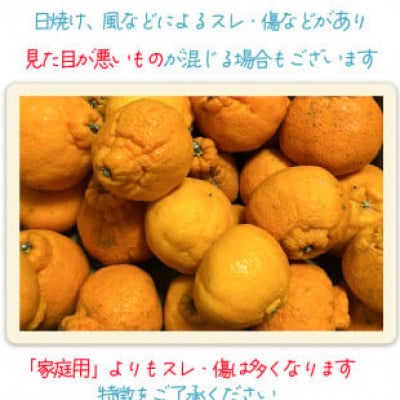 【2月下旬から順次発送】【訳あり】不知火 しらぬい 約5kg