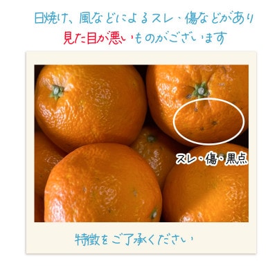【家庭用】伊予柑 いよかん 約5kg【1月中旬から順次発送】