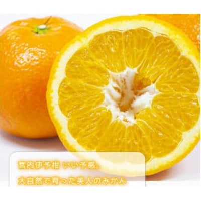 【訳あり】伊予柑 いよかん 約5kg【1月中旬から順次発送】