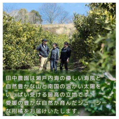 【秀品】伊予柑 いよかん 約5kg【1月中旬から順次発送】