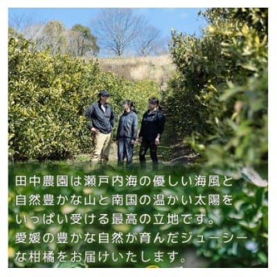 【訳あり】不知火 しらぬい 約3kg【2月下旬から順次発送】