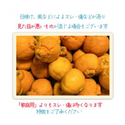 【訳あり】不知火 しらぬい 約3kg【2月下旬から順次発送】