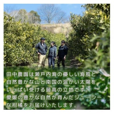 【家庭用】不知火 しらぬい 約3kg【2月下旬から順次発送】