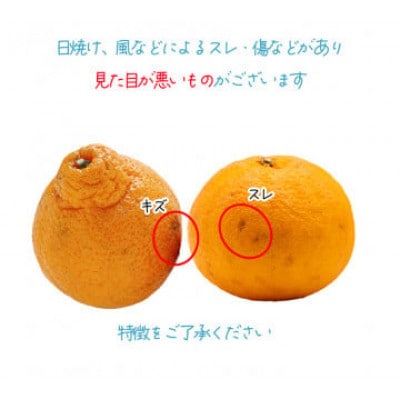 【家庭用】不知火 しらぬい 約3kg【2月下旬から順次発送】