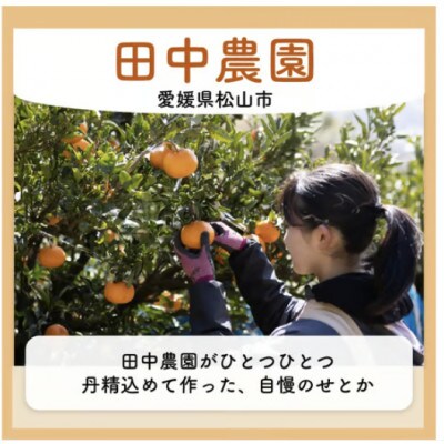 【家庭用】不知火 しらぬい 約3kg【2月下旬から順次発送】