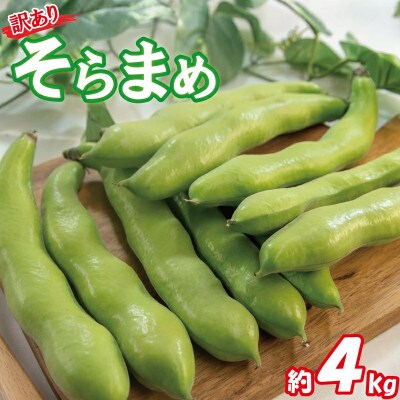 そら豆 約4kg ( 訳あり)