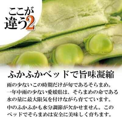 そら豆 約4kg ( 訳あり)