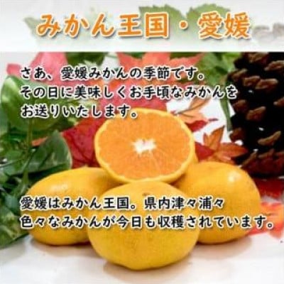 愛媛県産 中島みかん 2S～2L 家庭用 約2kg
