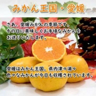 愛媛みかん 約2kg (訳あり)