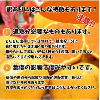 愛媛みかん 約2kg (訳あり)