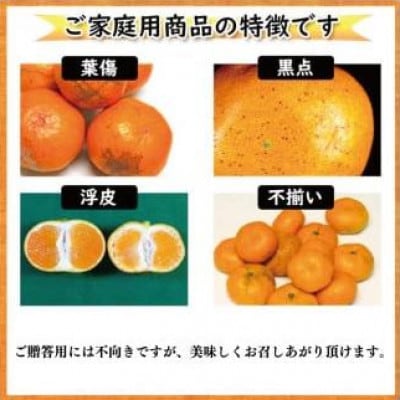 はれひめ S～3L玉 約2kg (訳あり)愛媛県 松山市