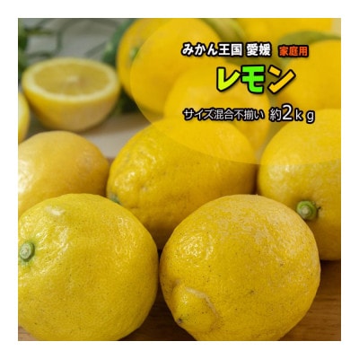 レモン サイズ不揃い 約2kg【訳あり】
