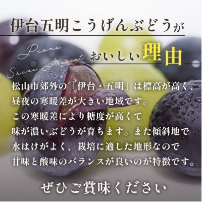 種なしピオーネぶどう 約1kg 伊台五明こうげんぶどう