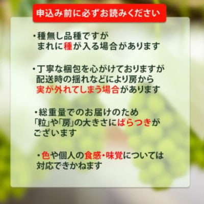 種なしピオーネぶどう 約1kg 伊台五明こうげんぶどう