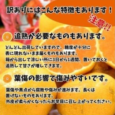 ハウスみかん 約1.5kg【訳あり】