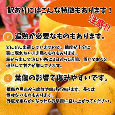 ポンカン訳あり約10Kg