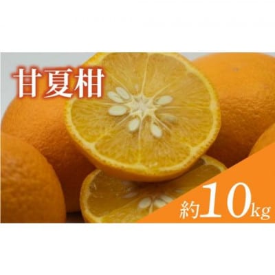 愛媛県 松山市 訳あり 甘夏柑 約10kg