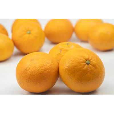 愛媛県 松山市 訳あり 甘夏柑 約10kg