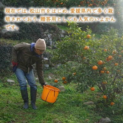 【1-3月下旬発送予定】 宮内いよかん 2kg