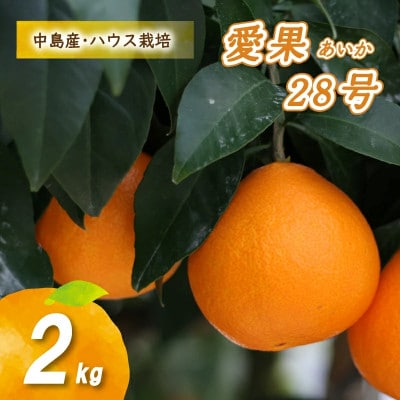 【12月から順次発送予定】 ハウス栽培　愛果28号 2kg あいか