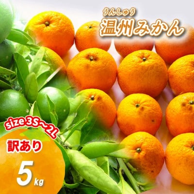 訳あり 温州みかん 5kg