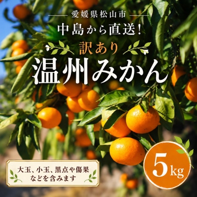 訳あり 温州みかん 5kg