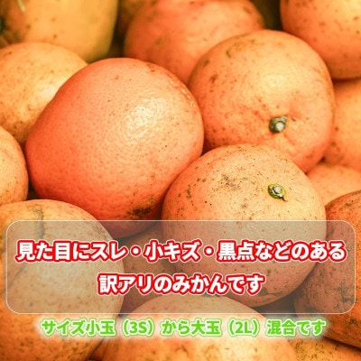 訳あり 温州みかん 5kg