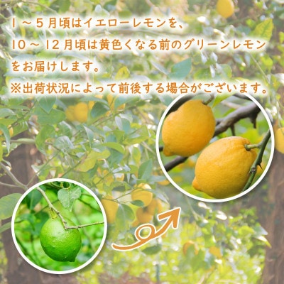 【10月から順次発送】 レモン 2kg (14～18玉)