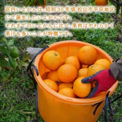 【1-3月下旬発送予定】 宮内いよかん 4kg