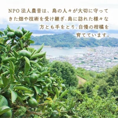 【1-3月下旬発送予定】 宮内いよかん 4kg
