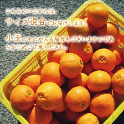 【1-3月下旬発送予定】 宮内いよかん 4kg