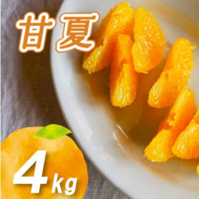 【2026年2月下旬より発送】栽培期間中農薬不使用 甘夏 4kg