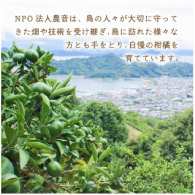 【2026年2月下旬より発送】栽培期間中農薬不使用 甘夏 4kg