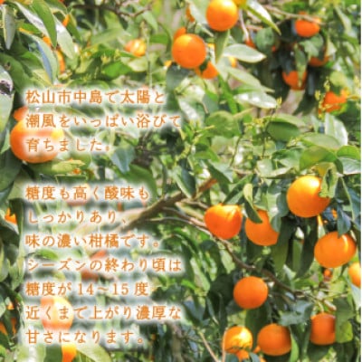 カラマンダリン2kg